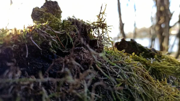 Hermoso Musgo Bosque Verano — Foto de Stock