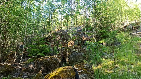 Klippiga Berg Skogen Sommaren — Stockfoto