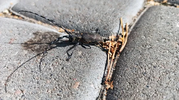 Large Mustachioed Black Beetle — Stock Photo, Image