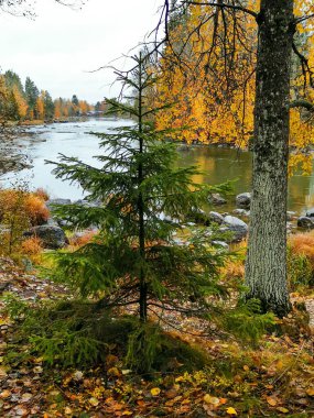 Göldeki ağaç yansıması 