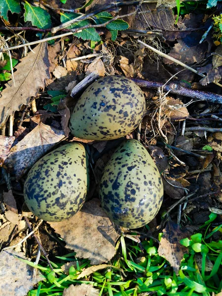 Trois Œufs Oiseaux Sur Terre — Photo