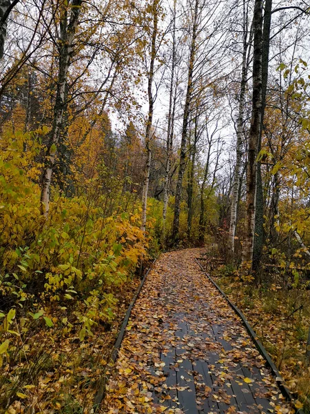 Chemin Terre Entre Les Arbres — Photo