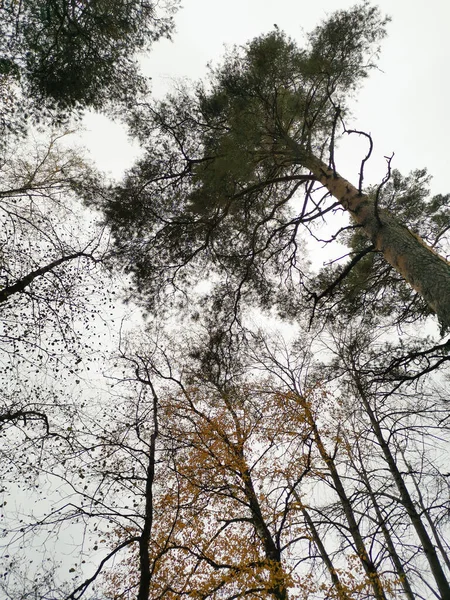 木の上と空への写真 — ストック写真