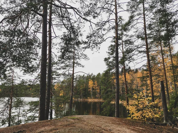 Återspegling Träden Sjön Repovesi Nationalpark — Stockfoto