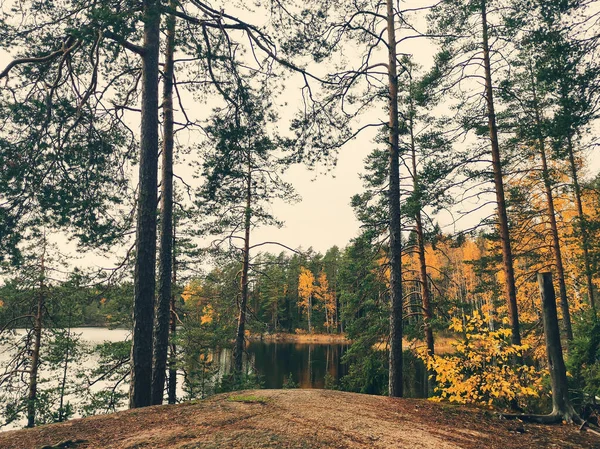 Återspegling Träden Sjön Repovesi Nationalpark — Stockfoto