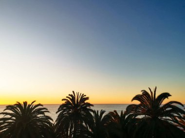 Gün batımında denizde palmiye ağaçları