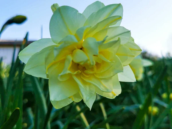 Blomma Vit Med Gul — Stockfoto