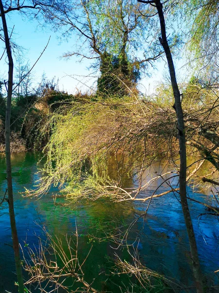 Tree Reflections River — Stock Photo, Image