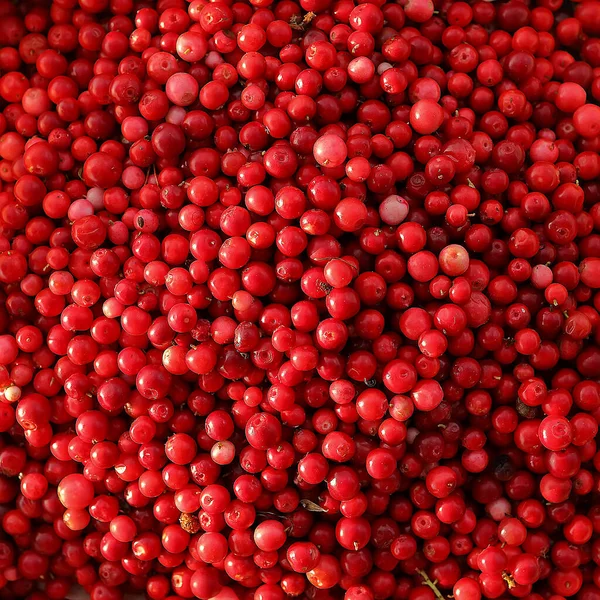 Fundo Lingonberries Close Uma Dispersão Bagas Vermelhas — Fotografia de Stock