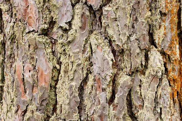 Die Oberfläche Einer Wachsenden Eiche Makroaufnahme Einer Baumrindenstruktur — Stockfoto