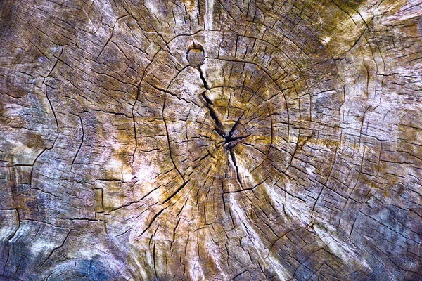 Uma Árvore Velha Com Corte Foto Mostrando Anéis Anuais — Fotografia de Stock