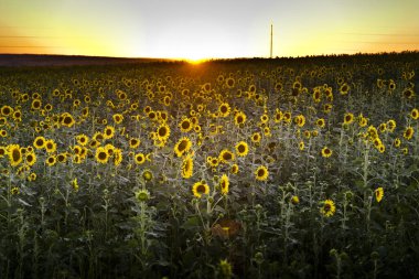 Gün batımında ayçiçekleriyle dolu geniş bir arazi..