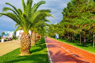 Bisiklet yolu trafiği Batum yeni Boulevard Batum şarkı çeşmeler yakınındaki çıkabilir boyunca güzel görünümüne. Park yakınındaki mesire Batum Karadeniz, palmiye ağaçları ile. Gürcistan