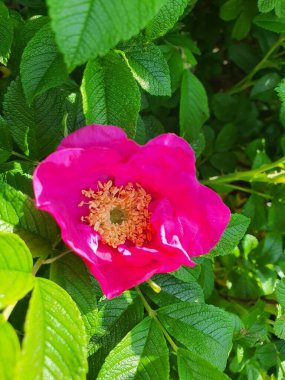 Parlak pembe, çiçek, yakın plan, yaz, doğa, güneş, güzel