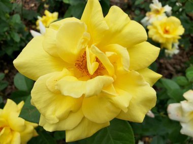 Gül, sarı, beyaz, açılır, kapanır, yaz, çiçekler, doğa