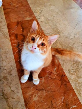 Kırmızı kedi yaklaş.