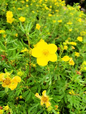 Sarı çiçekler Yeşil çimen yaz parkı