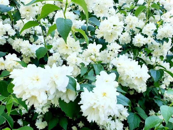Flores Jasmim Close Bush Florescendo Junho Verão Natureza — Fotografia de Stock