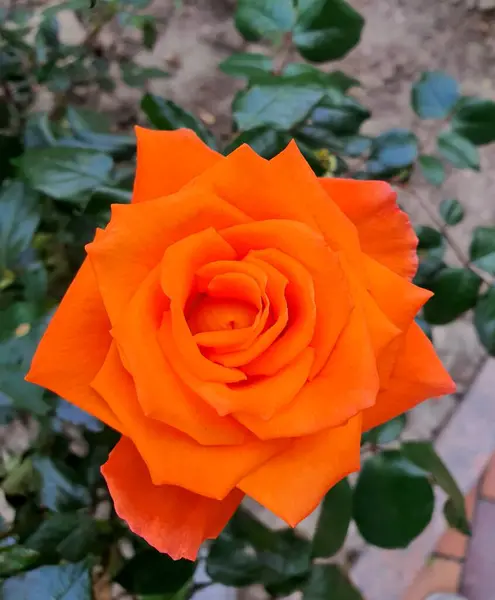 April Bright Flowers Nature Opens Orange Rose Spring — Stock Photo, Image