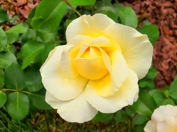 Rosa Amarillo Blanco Abre Primer Plano Verano Flores Naturaleza — Foto de Stock