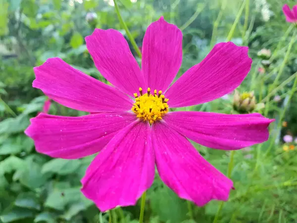 Ljusrosa Blomma Närbild Sommar Natur Sol Vacker — Stockfoto