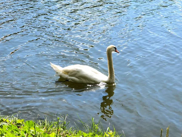 Stagno Estate Paesaggio Cigni Nuoto Sole Natura Foresta — Foto Stock