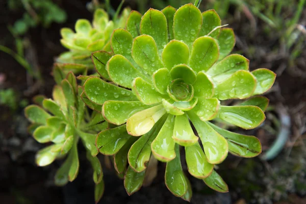 Aeonium, Kanarya Adaları katında tipik. Rozet mükemmel simetri ile. Küçük yağmur damlaları ile kaplı