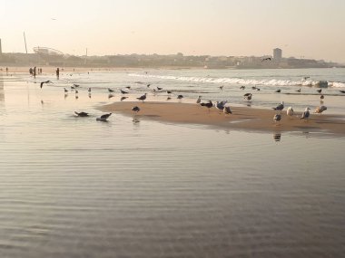 Porto, Portekiz Matosinhos plajda güzel ihale gün batımı