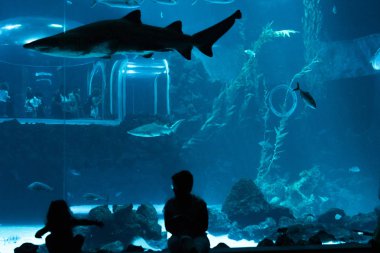 Las Palmas de Gran Canaria, Kanarya Adaları, İspanya - 1 Temmuz 2018: ziyaretçiler metakrilat worl içinde var olan sergi için en büyük kavisli pencere ile Mar, deniz yaşamı yeni akvaryum Poema del en büyük tank güzel manzarasına zevk