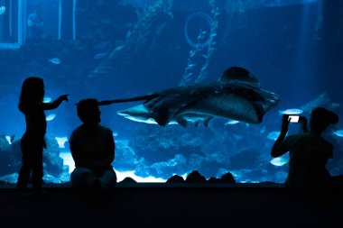 Las Palmas de Gran Canaria, Kanarya Adaları, İspanya - 1 Temmuz 2018: ziyaretçiler metakrilat worl içinde var olan sergi için en büyük kavisli pencere ile Mar, deniz yaşamı yeni akvaryum Poema del en büyük tank güzel manzarasına zevk