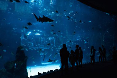 Las Palmas de Gran Canaria, Kanarya Adaları, İspanya - 1 Temmuz 2018: ziyaretçiler metakrilat worl içinde var olan sergi için en büyük kavisli pencere ile Mar, deniz yaşamı yeni akvaryum Poema del en büyük tank güzel manzarasına zevk