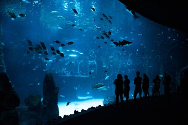 Las Palmas de Gran Canaria, Kanarya Adaları, İspanya - 1 Temmuz 2018: ziyaretçiler metakrilat worl içinde var olan sergi için en büyük kavisli pencere ile Mar, deniz yaşamı yeni akvaryum Poema del en büyük tank güzel manzarasına zevk