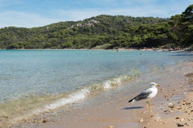 Paradisiacal beach, Notre Dame, ada Porquerolles, TH