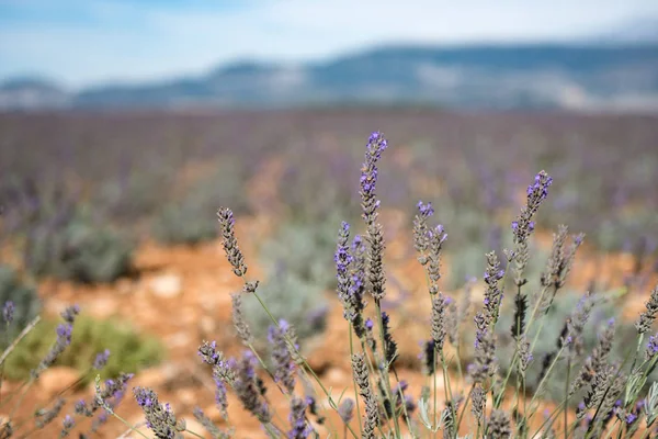 Lila Lavendelblüten Feld in der Provence, Frankreich. — Stockfoto