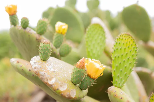 Nopal Kaktus Växt Taggig Päron Med Gula Blommor Kanarieöarna — Stockfoto