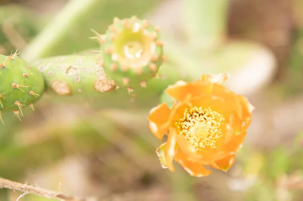 Nopal Kaktus Växt Taggig Päron Med Orange Blommor Kanarieöarna — Stockfoto