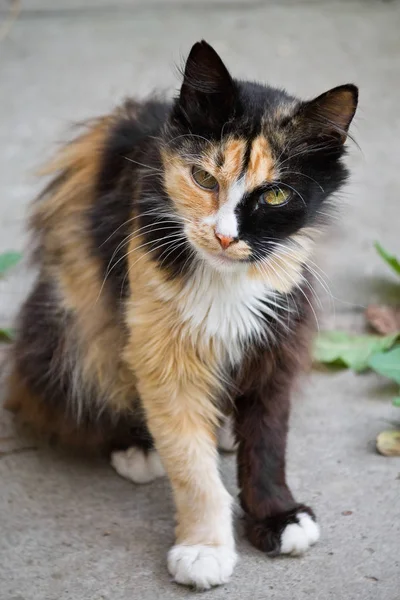 Tricolorní Strakaté Chlupatou Kočičku Closeup — Stock fotografie