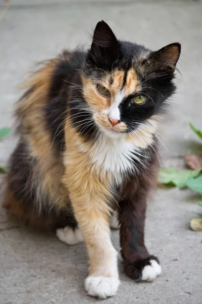 Üç renkli benekli kabarık kedi closeup