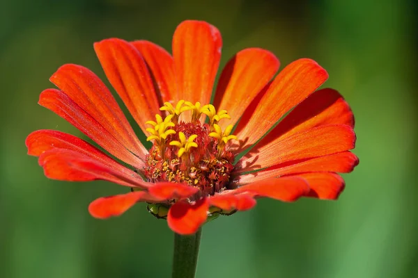 Zinnia Naranja Primer Plano Sobre Fondo Verde — Foto de Stock