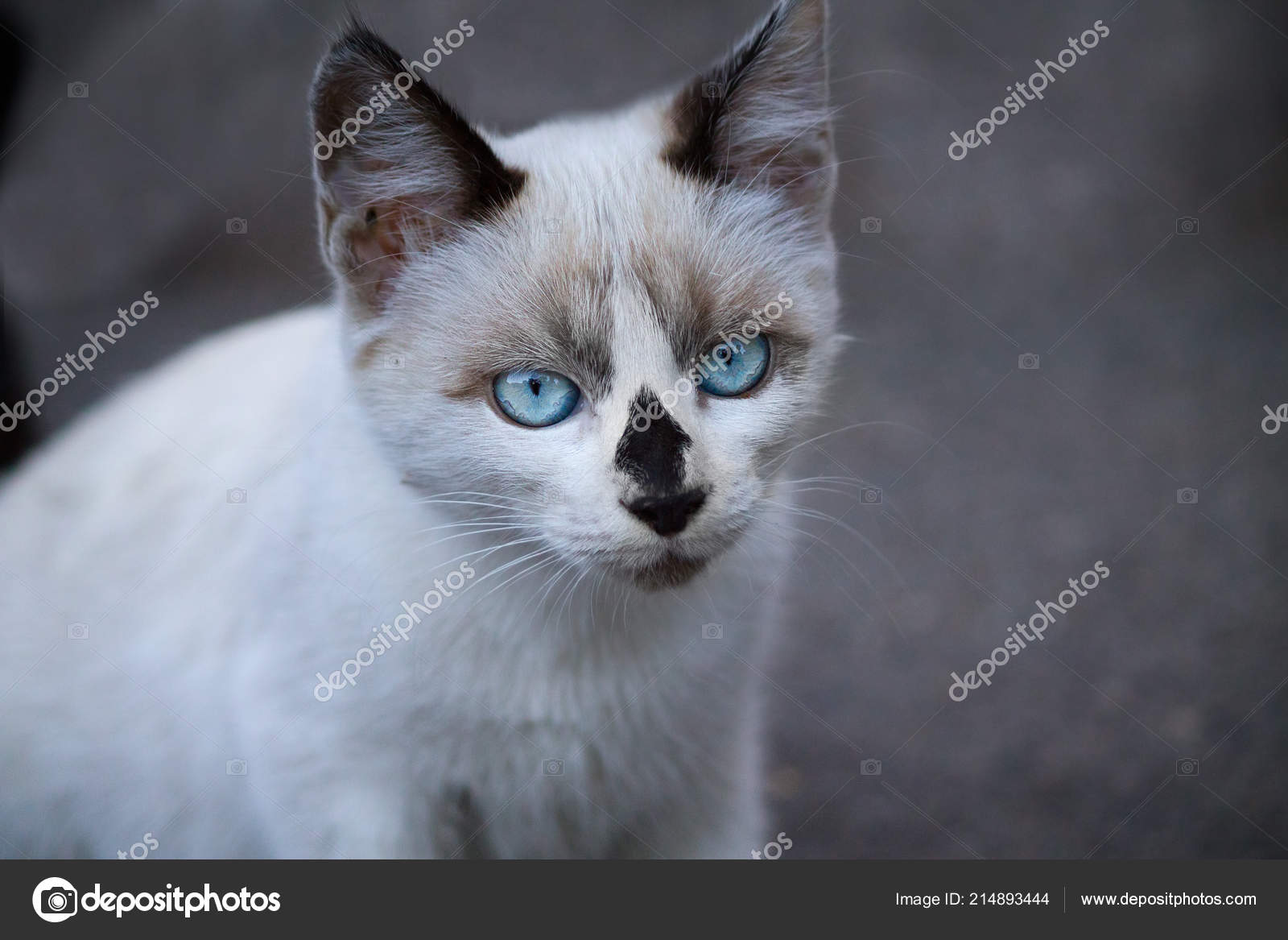 Weiße Katze Mit Blauen Augen Closeup Stockfoto