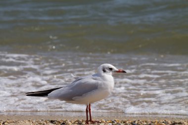 Kumlu plaj portre üzerinde martı