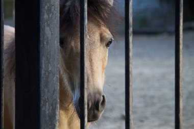 çit yakın çekim arkasında ışık-defne midilli