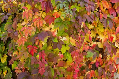 turuncu-kırmızı sonbahar arka plan yabani üzüm closeup yaprakları ile