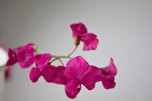 Lathyrus Tuberosus Çiçek Closeup Beyaz Bir Arka Plan Üzerinde — Stok fotoğraf