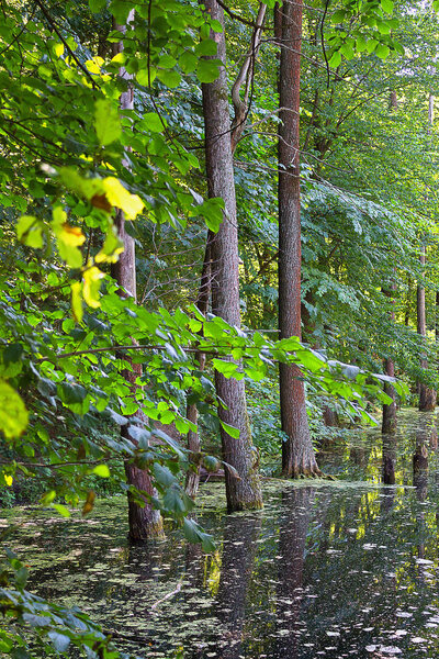 Trees growing in the water forest lake in summer