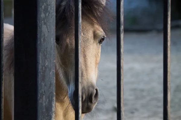 Luce Baia Pony Dietro Recinzione Primo Piano — Foto Stock