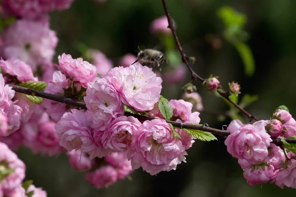 Rose Fleurs Doubles Jardin Amande Gros Plan — Photo