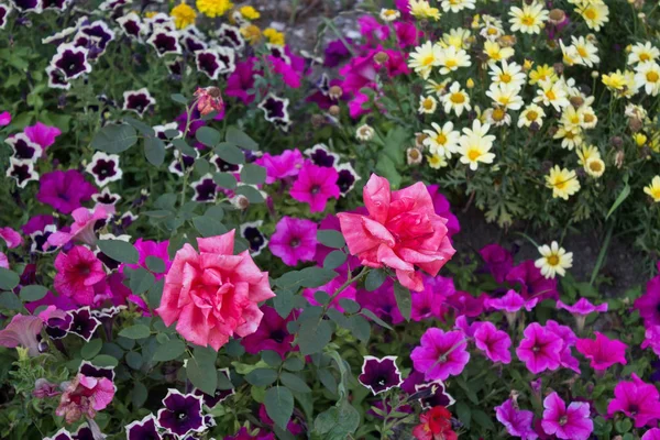 Canteiro Flores Com Rosas Margaridas Petúnias Close — Fotografia de Stock