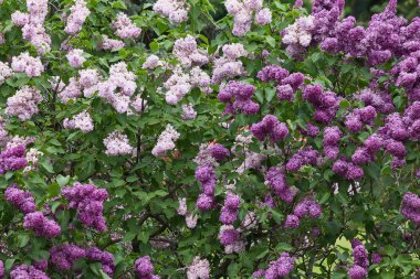 çalılar beyaz ve mor eflatun bahar bahçe