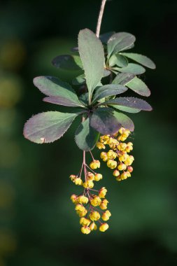 çiçek açması kızamık portre üzerinde yeşil arka plan bulanık Şubesi